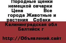 Породные щенки немецкой овчарки › Цена ­ 24 000 - Все города Животные и растения » Собаки   . Калининградская обл.,Балтийск г.